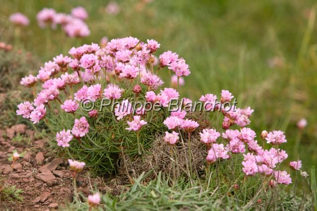 pays de galles 18.JPG - Armeria maritimaArméria maritimePembrokeshire Coast National ParkPays de Galles, Royaume Uni